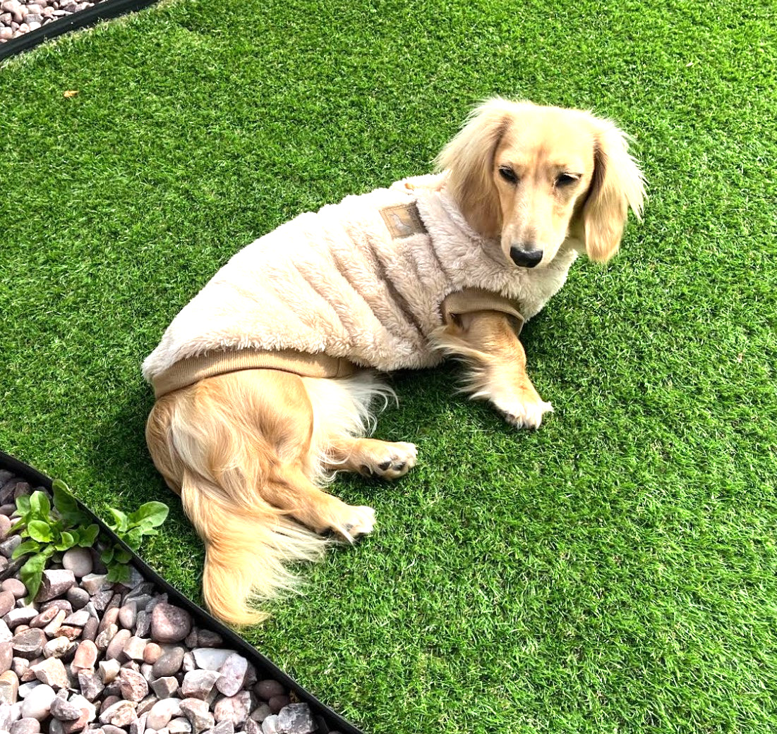 Butterscotch Beige Dachshund Snuggle Fleece - Sausage Dog Box Jumper