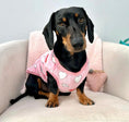 Load image into Gallery viewer, Pink Mini Love Hearts - Sausage Dog Box Dachshund PJ's/Jumper
