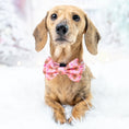 Load image into Gallery viewer, ‘Dashin’ Through The Dough’ Gingerbread Dachshund Christmas Bow Tie
