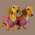 Load image into Gallery viewer, Tart'n Up 'Dach-A-Mac' Dachshund Rain Mac In Bag Sausage Dog Box Folda
