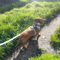Load image into Gallery viewer, Reflective Flashing Dachshund Harness - Glow Getter
