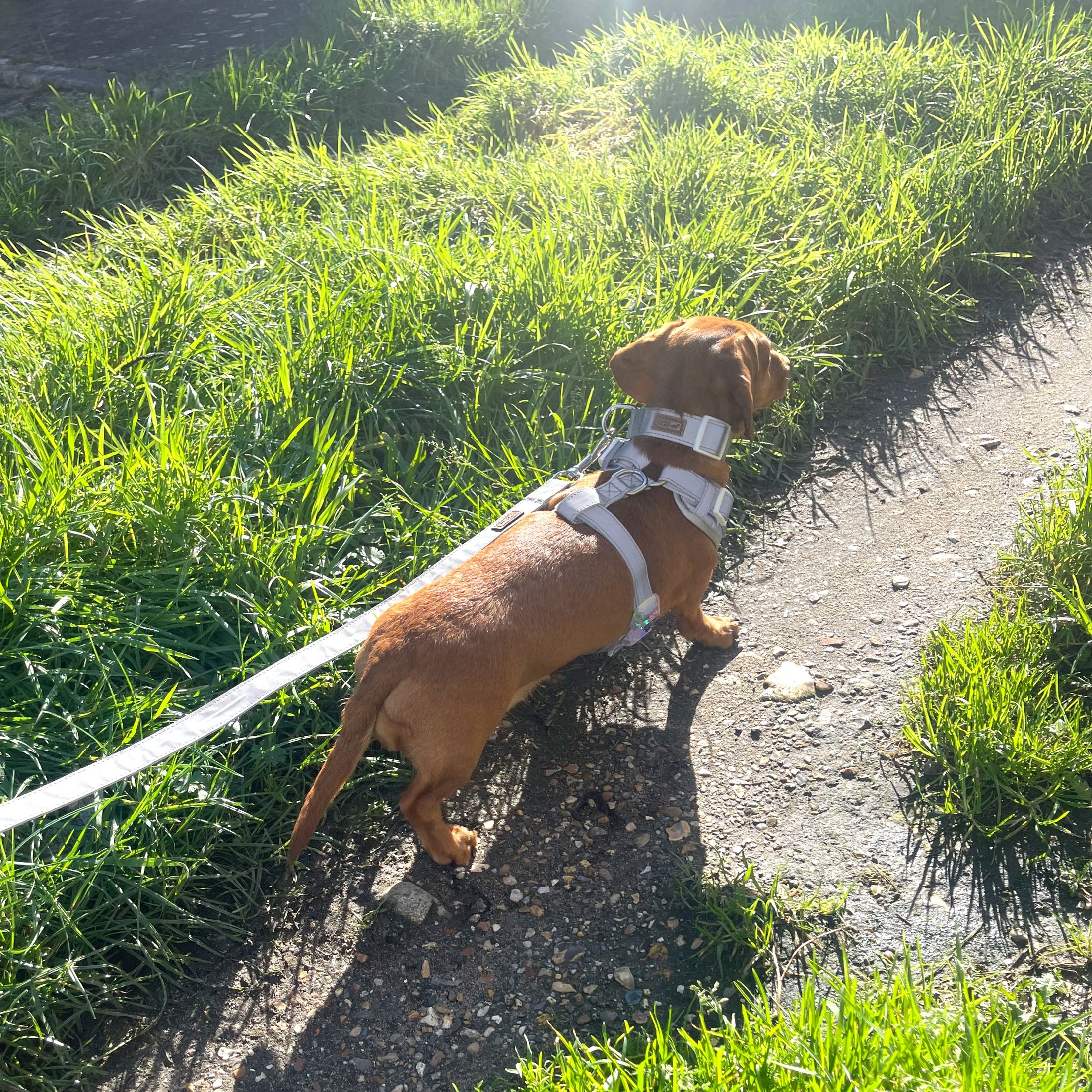 Reflective Flashing Dachshund Harness - Glow Getter