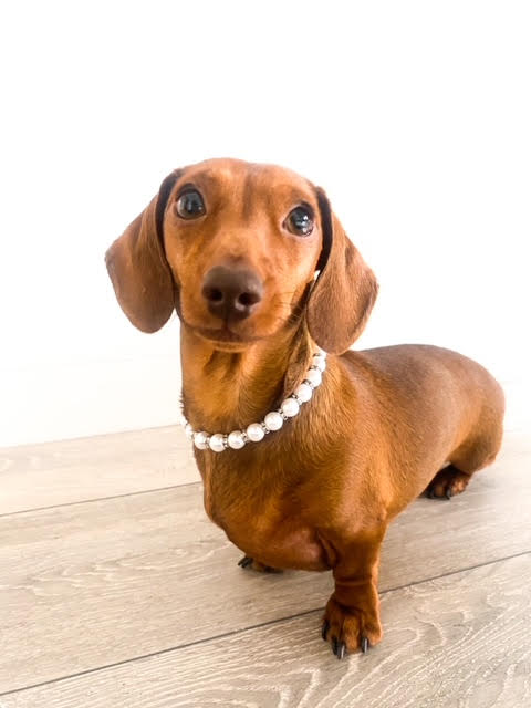 Sausage Dog Box Pearl / Diamond Style Necklace