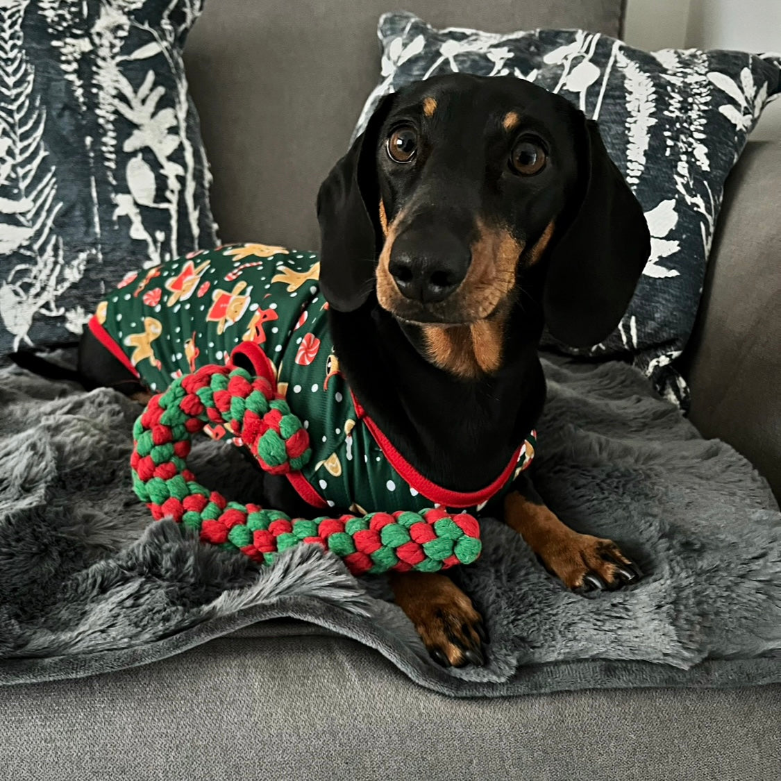Sausage Dog Box Christmas Gingerbread Tee