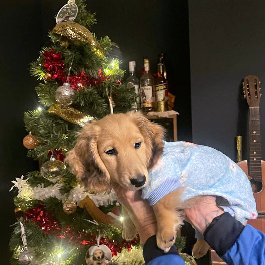 Snow Cute Dachshund Christmas PJ Onesie Outfit - Blue