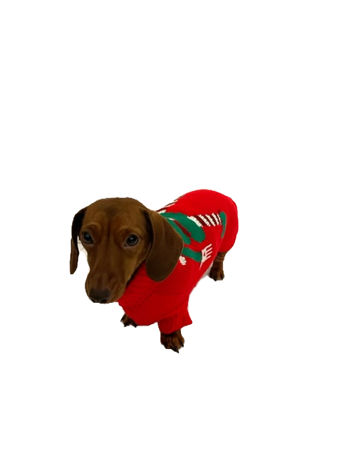 Sausage Dog Box Dachshund Christmas Elf Jumper