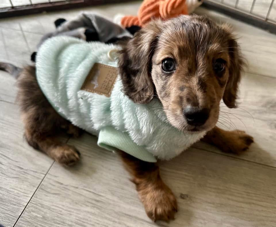 XXS Tiny Puppy Snuggle Dachshund Fleece - 20cm / 8inch Back | Sausage Dog Box