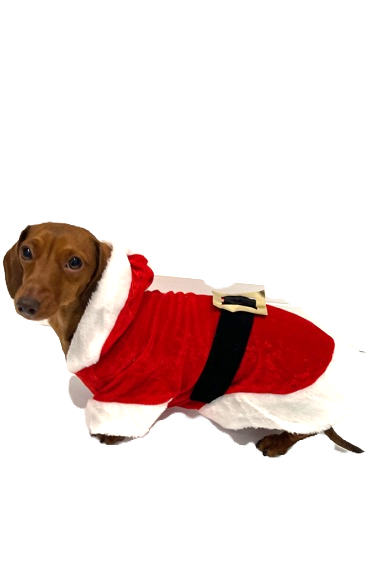 Sausage Dog Box Christmas Santa Outfit with Belt