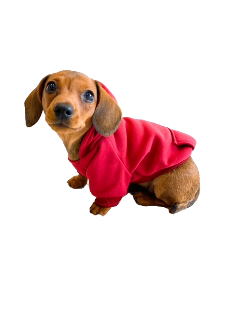 Sausage Dog Box Burgundy Dachshund Hoodie
