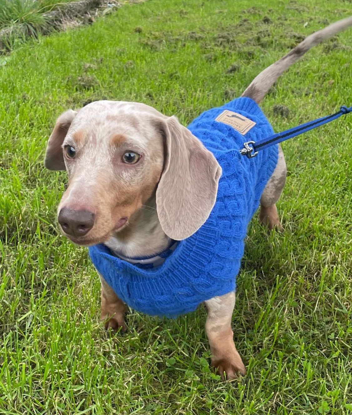 Royal Blue Luxury Cable Knit Dachshund Jumper