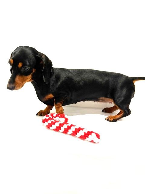 Sausage Dog Box Christmas Candy Cane Rope Toy