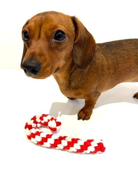 Sausage Dog Box Christmas Candy Cane Rope Toy