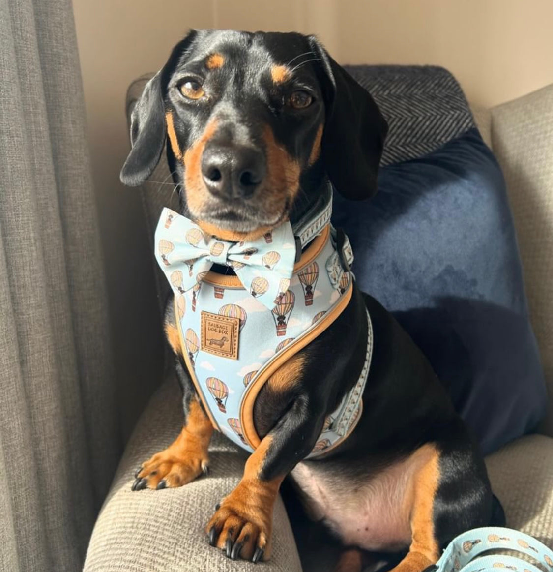 Bow Tie - Up Up & Away