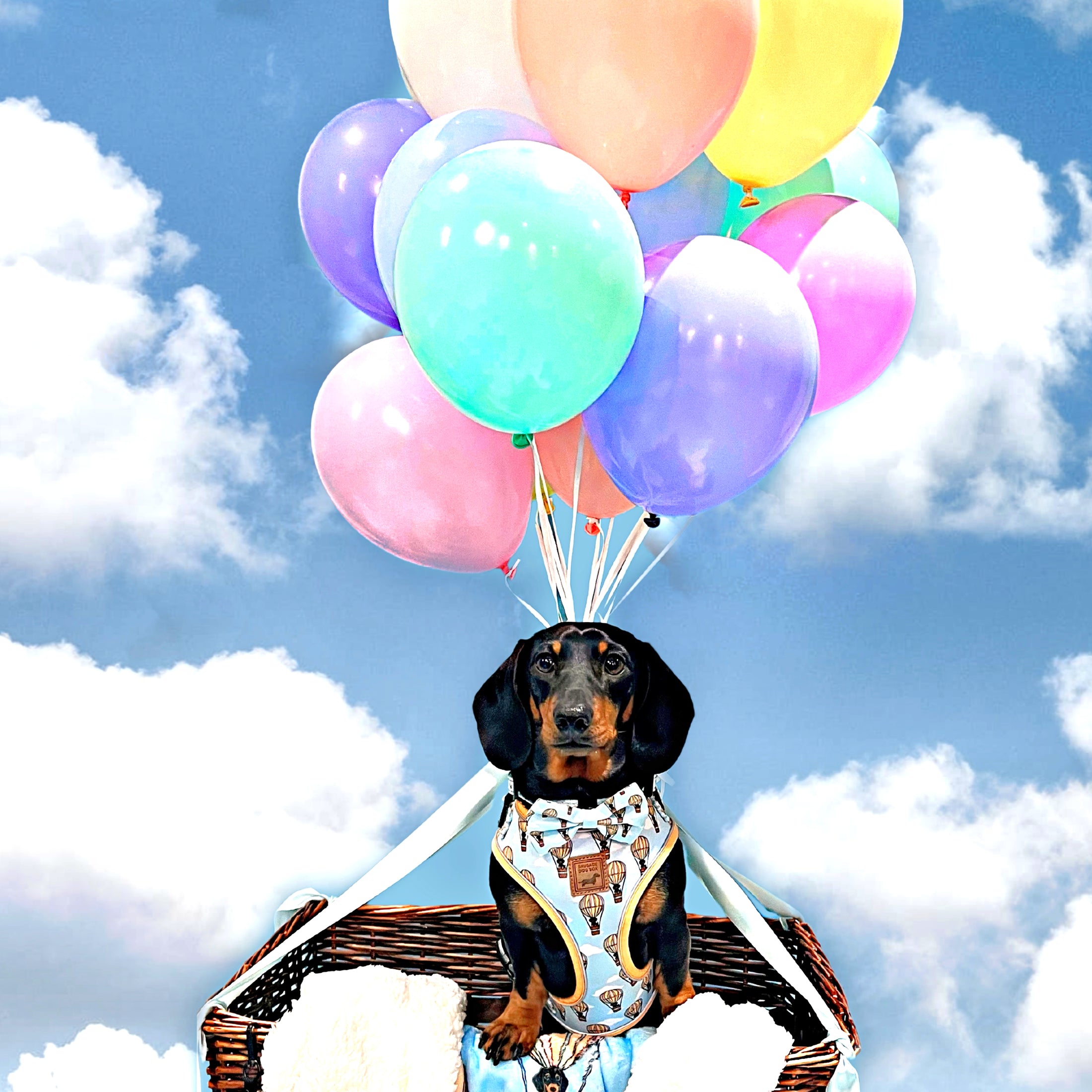 Anti-Rub Sausage Dog Harness - Up Up & Away