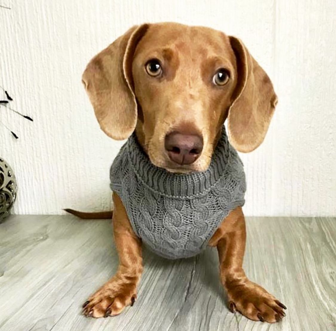 Cloud Blue Luxury Cable Knit Dachshund Jumper