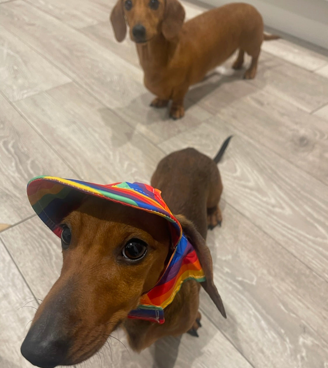 Sausage Dog Box Summer Sun Hat