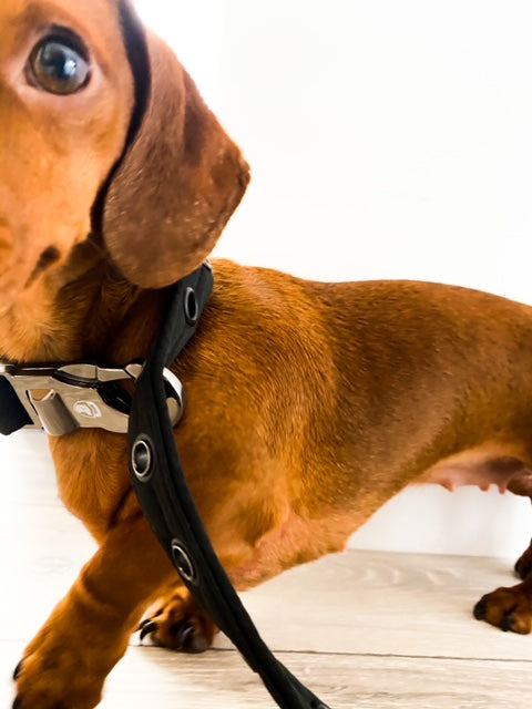 Anti Theft Lock Dog Lead And Collar