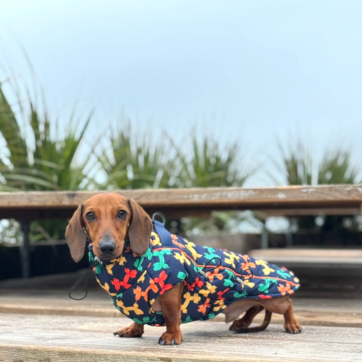 Navy Thermal Dachshund Puffer Coat With Inbuilt Harness Balloon Sausage Dog