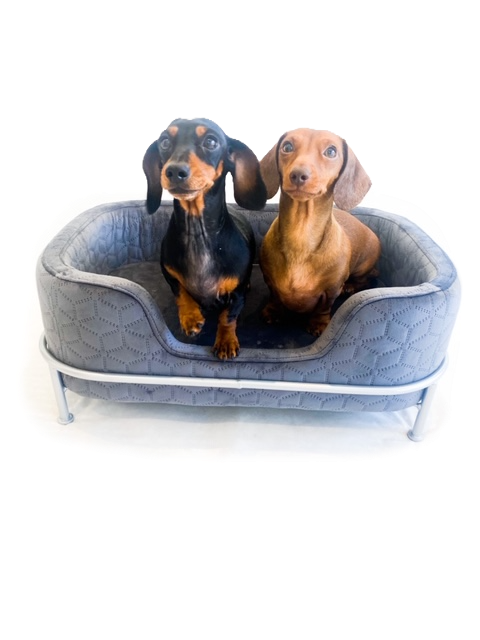 Sausage Dog Box, Dachshund Amity Grey/Silver Luxury Velvet Dog Bed Sofa