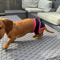 Load image into Gallery viewer, Sausage Dog Box Dog Season Knickers/Pants
