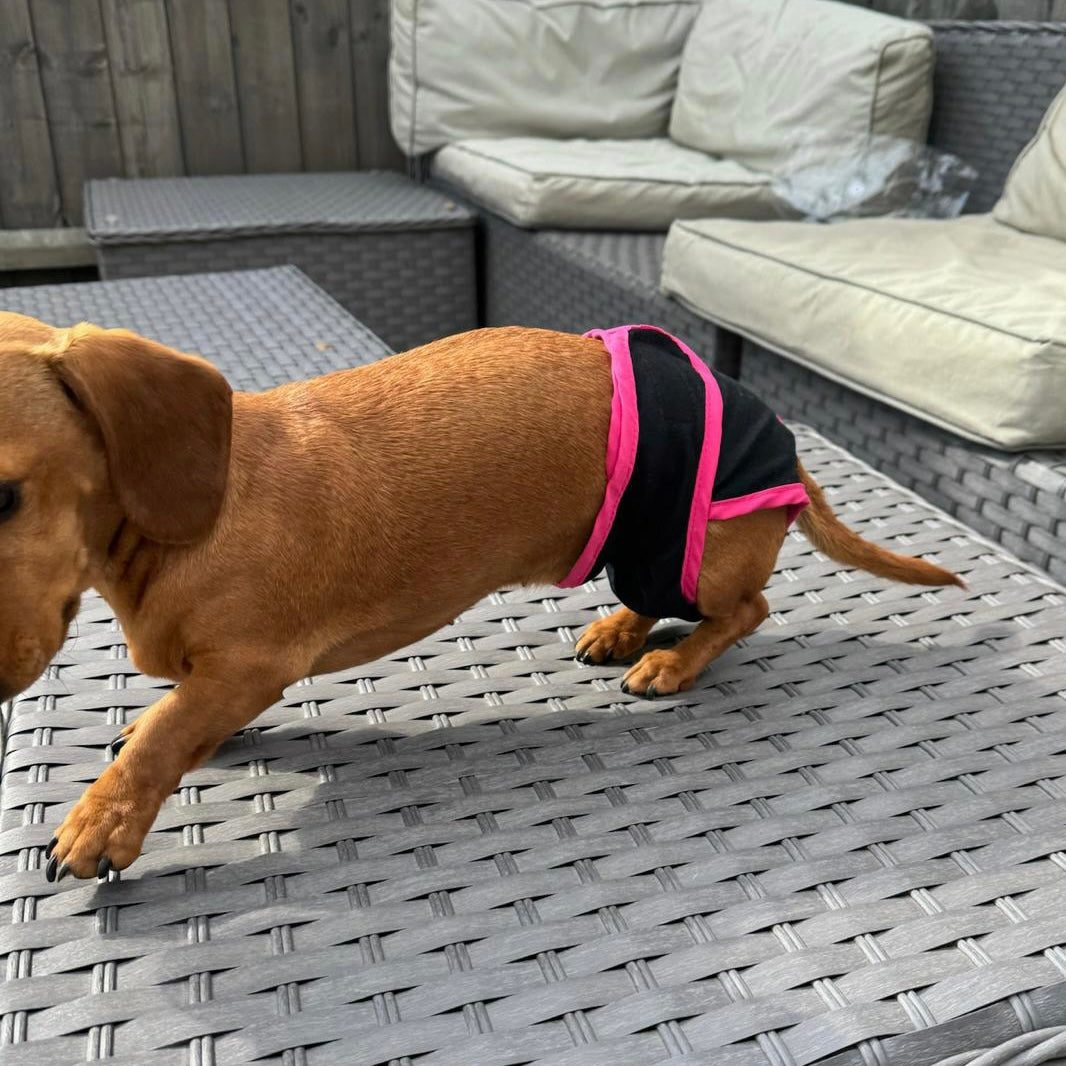 Sausage Dog Box Dog Season Knickers/Pants