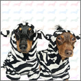 Load image into Gallery viewer, CLEARANCE - Sausage Dog Box Dachshund Zebra Outfit
