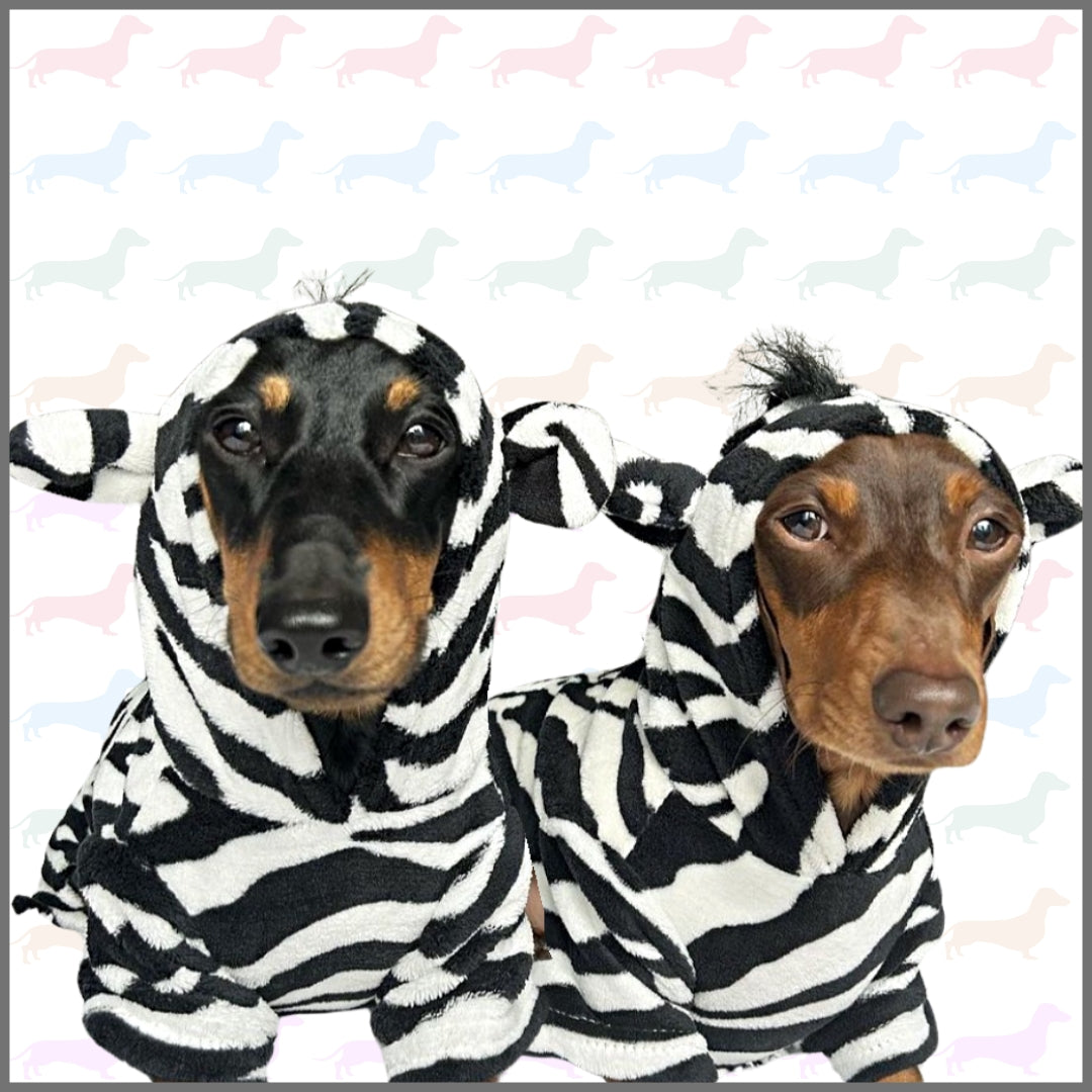CLEARANCE - Sausage Dog Box Dachshund Zebra Outfit