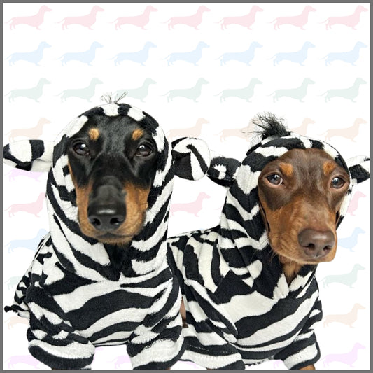 CLEARANCE - Sausage Dog Box Dachshund Zebra Outfit