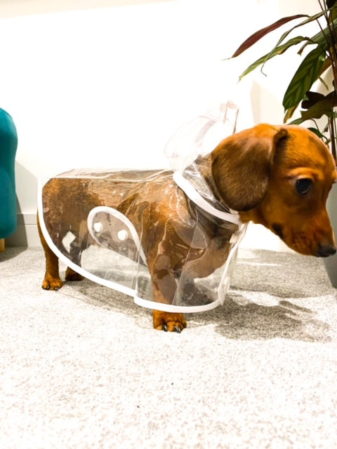 Dachshund Waterproof Rain Mac/Coat With Hood