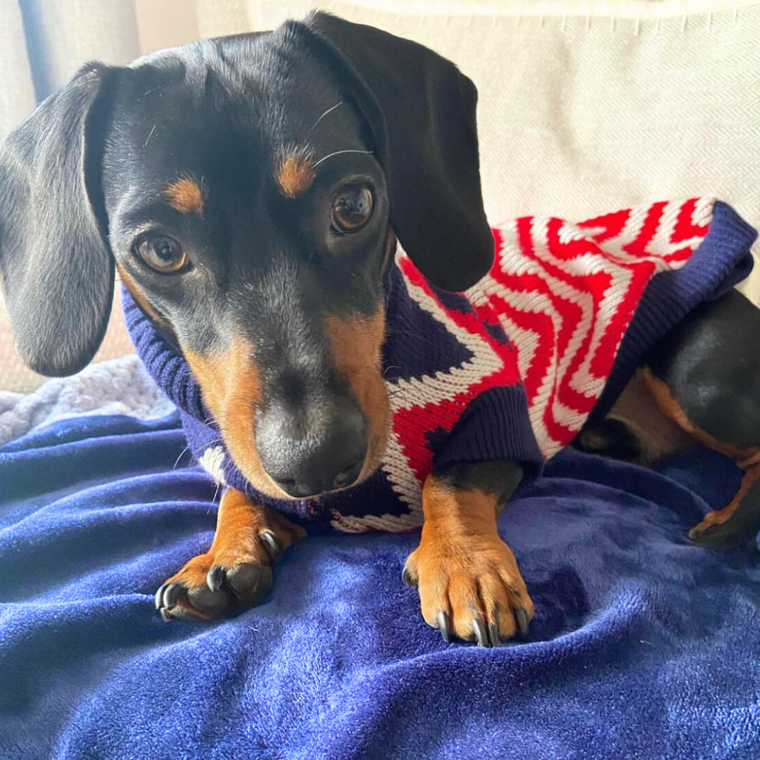 Sausage Dog Box Dachshund Jumper - Zig To The Zag