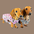 Load image into Gallery viewer, Howdy Cowgirl 'Dach-A-Mac' Dachshund Rain Mac In Bag
