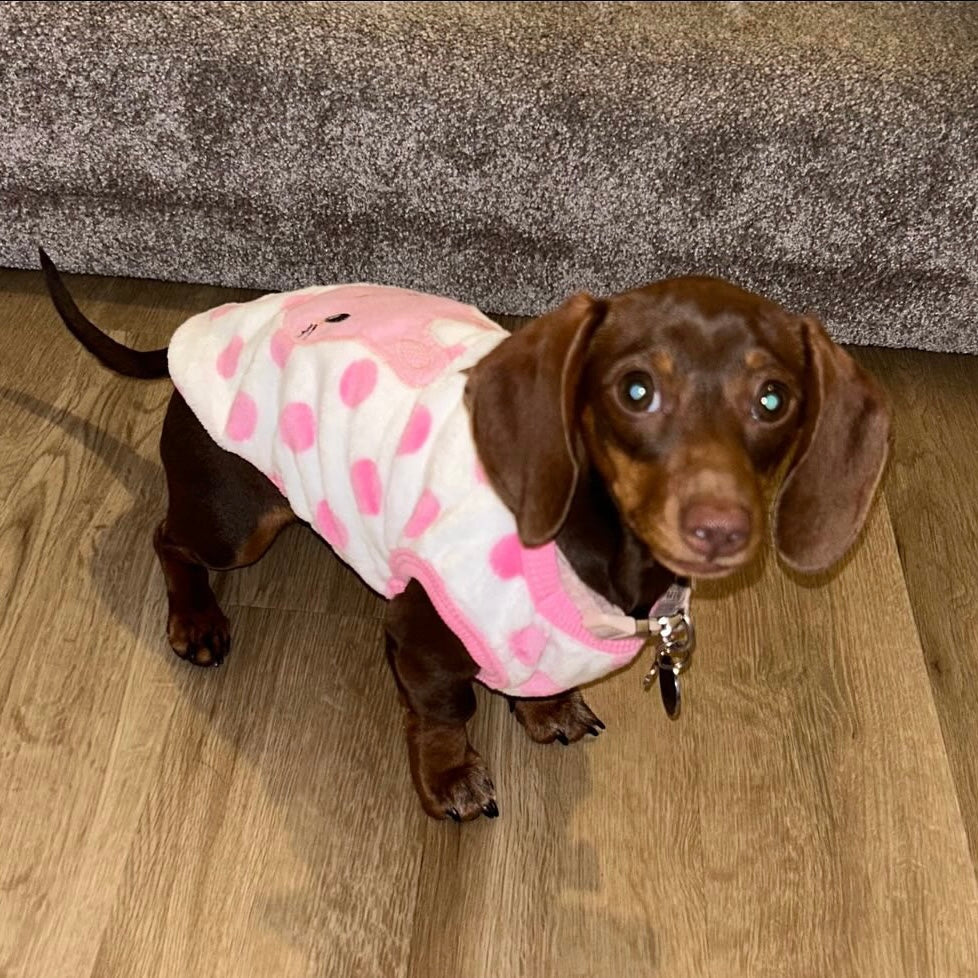 Pink Bunny Hop - Sausage Dog Box Dachshund PJ's/Jumper