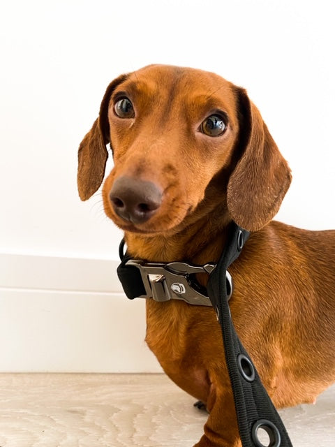 Anti Theft Lock Dog Lead And Collar