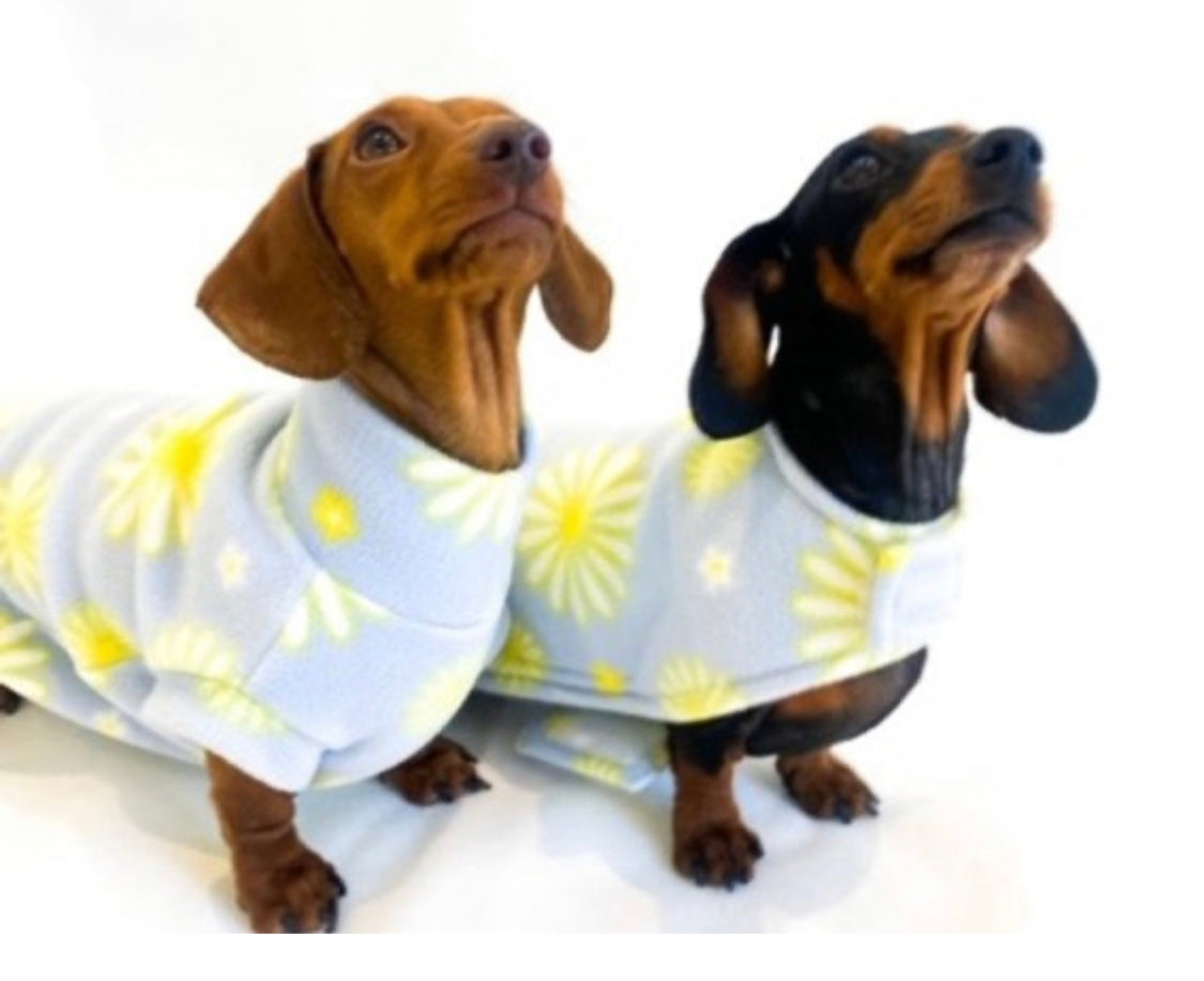 Sausage Dog Box Dachshund Designer Daisy Pullover Jumper