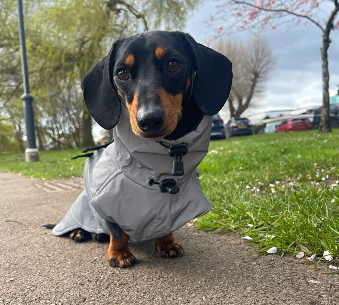 Sausage Dog Coat - Glow Getter - Reflective Light Up LED Dachshund Coat