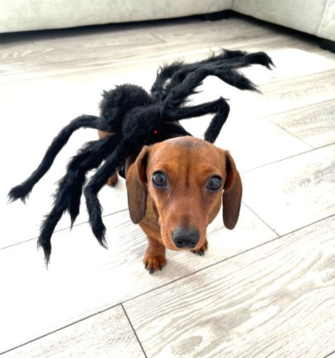 Sausage Dog Box Dachshund Spider Outfit