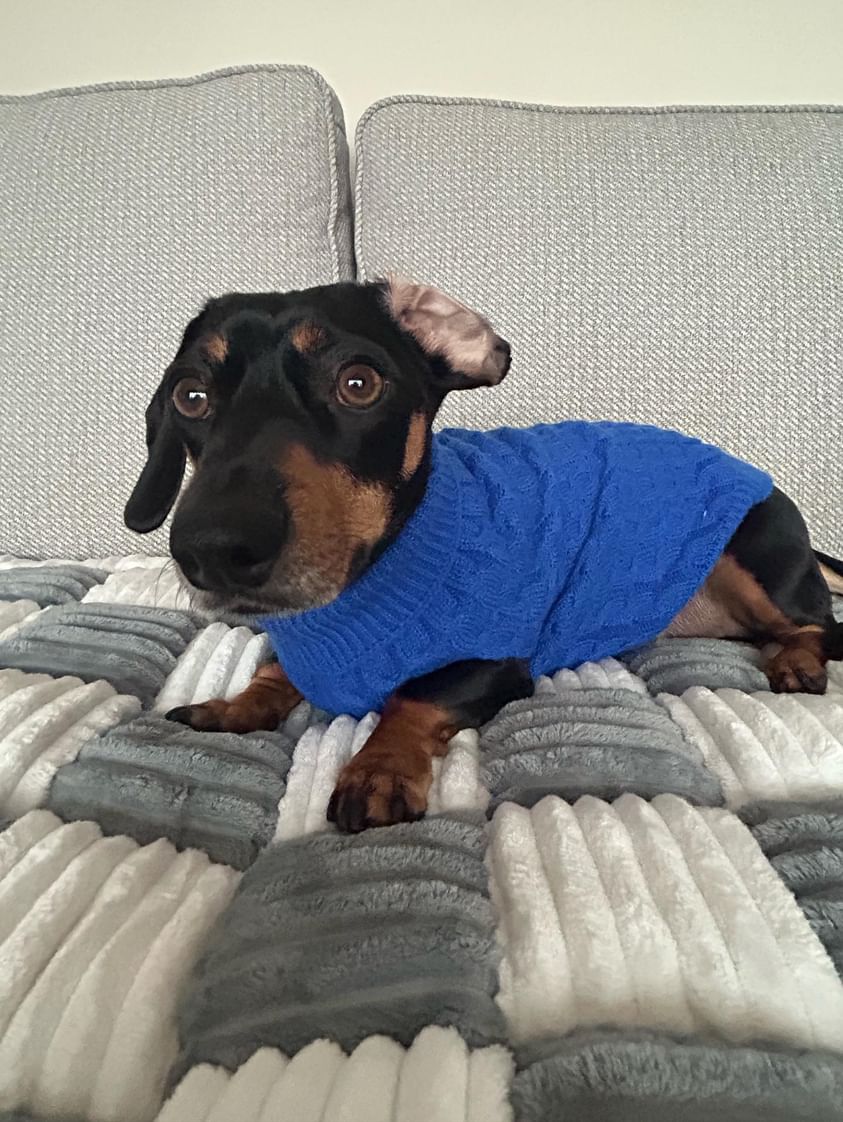 Royal Blue Luxury Cable Knit Dachshund Jumper