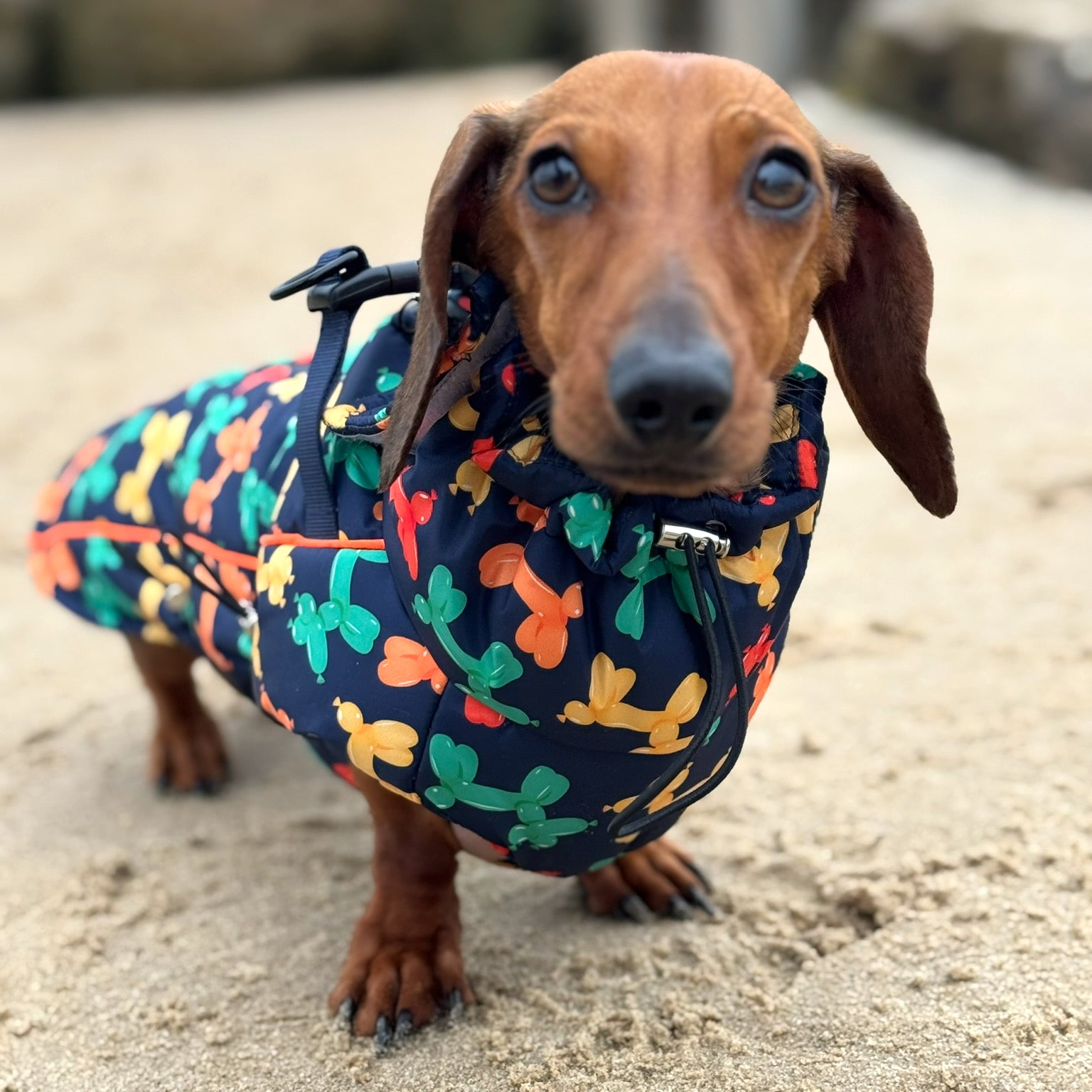 Navy Thermal Dachshund Puffer Coat With Inbuilt Harness Balloon Sausage Dog