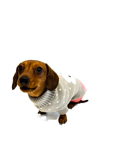 Sausage Dog Box Dachshund Bunny Jumper