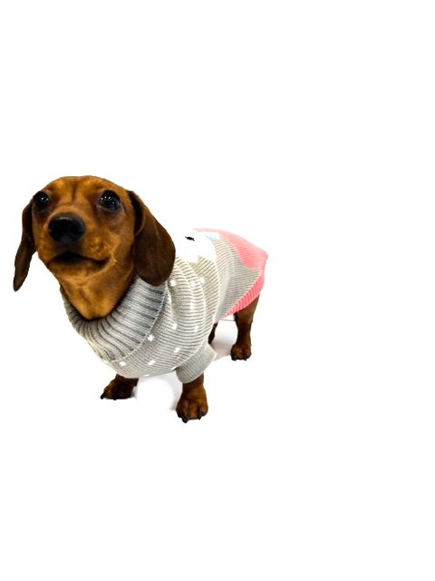 Sausage Dog Box Dachshund Bunny Jumper
