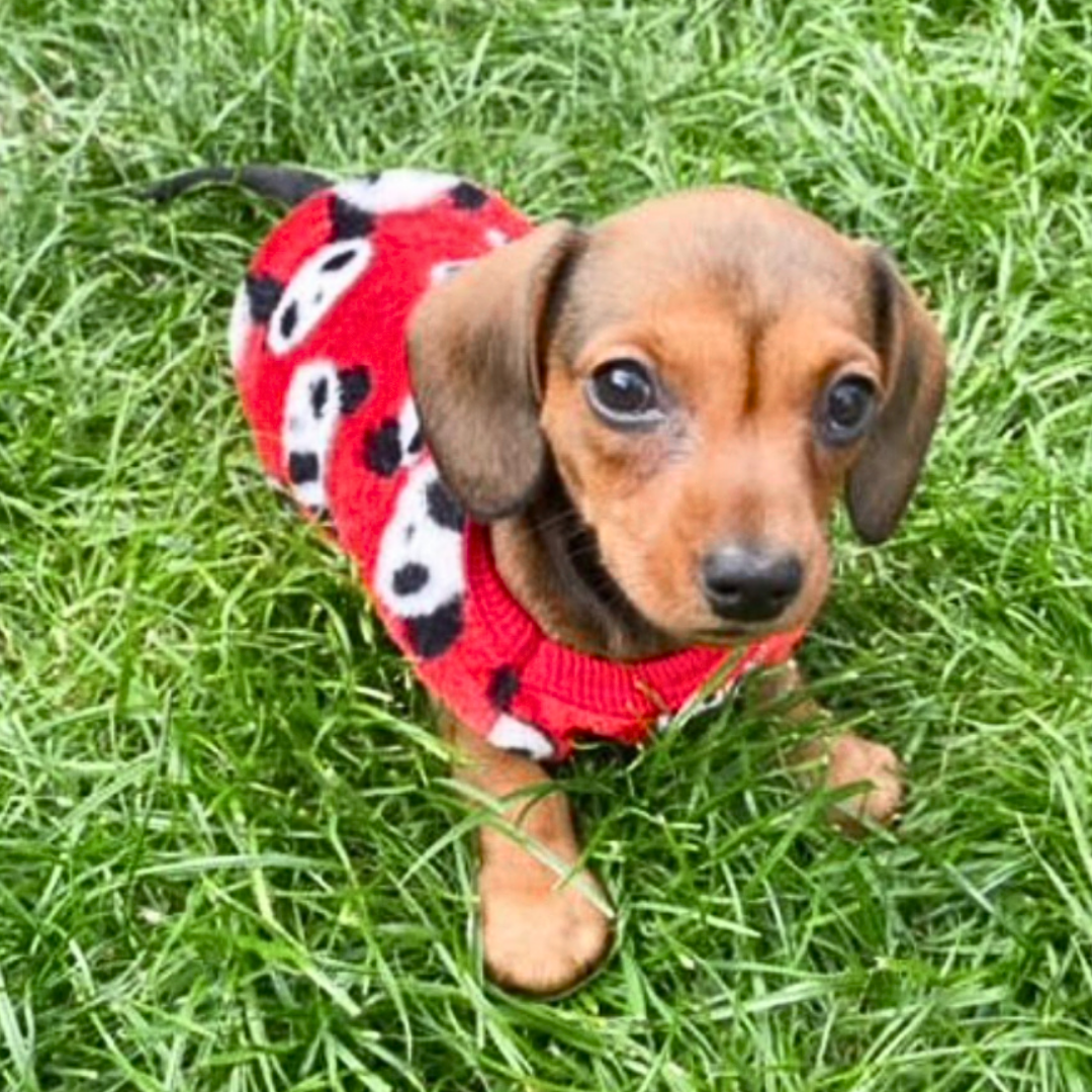 Sausage Dog Box Dachshund PJ Jumper - Red Panda