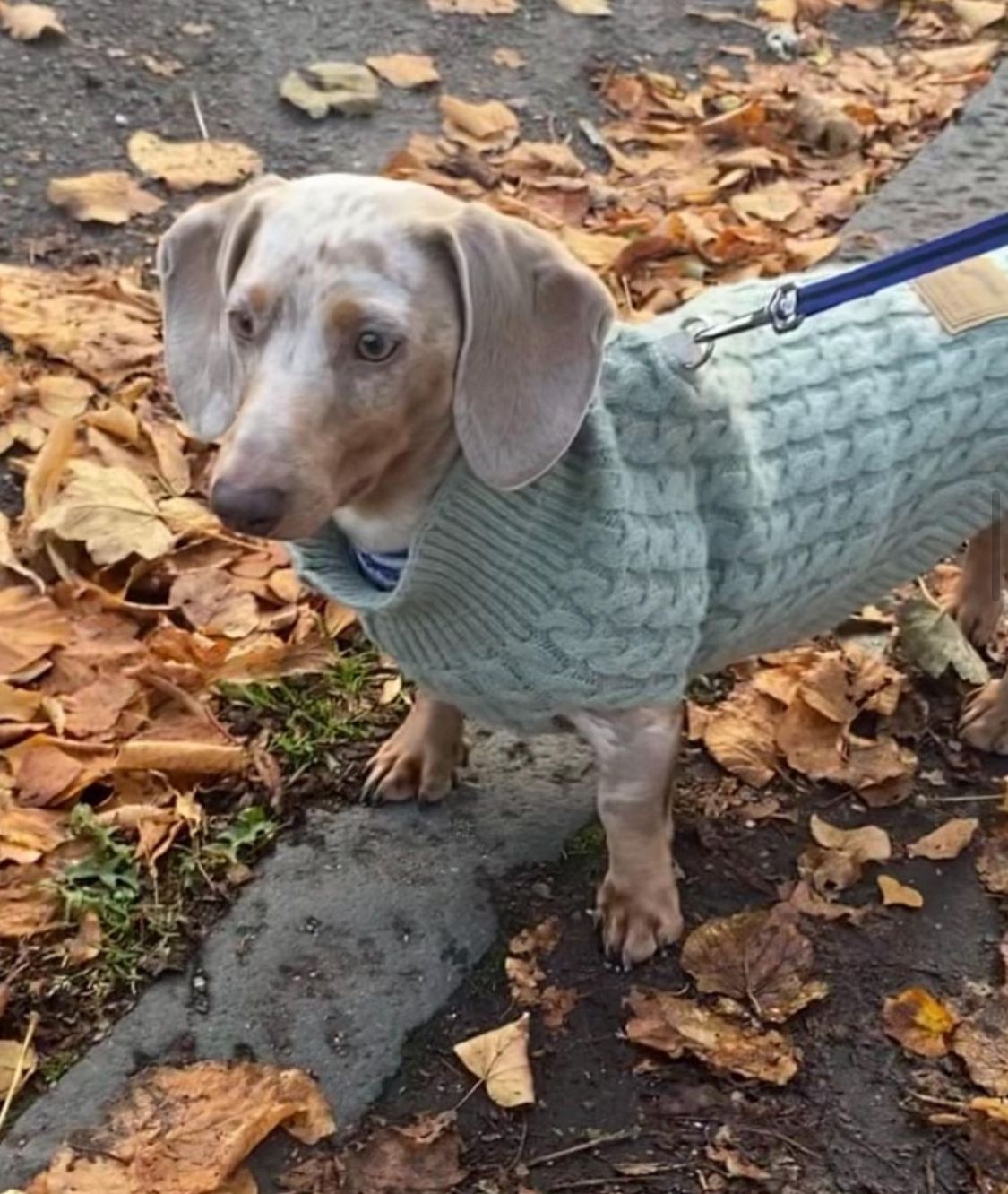 Forest Moss Luxury Cable Knit Dachshund Jumper - Sausage Dog Box