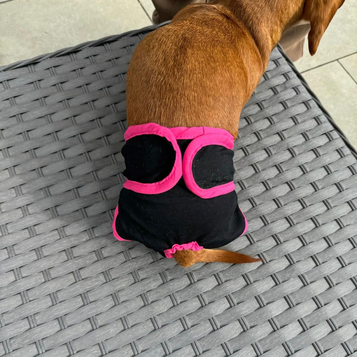 Sausage Dog Box Dog Season Knickers/Pants