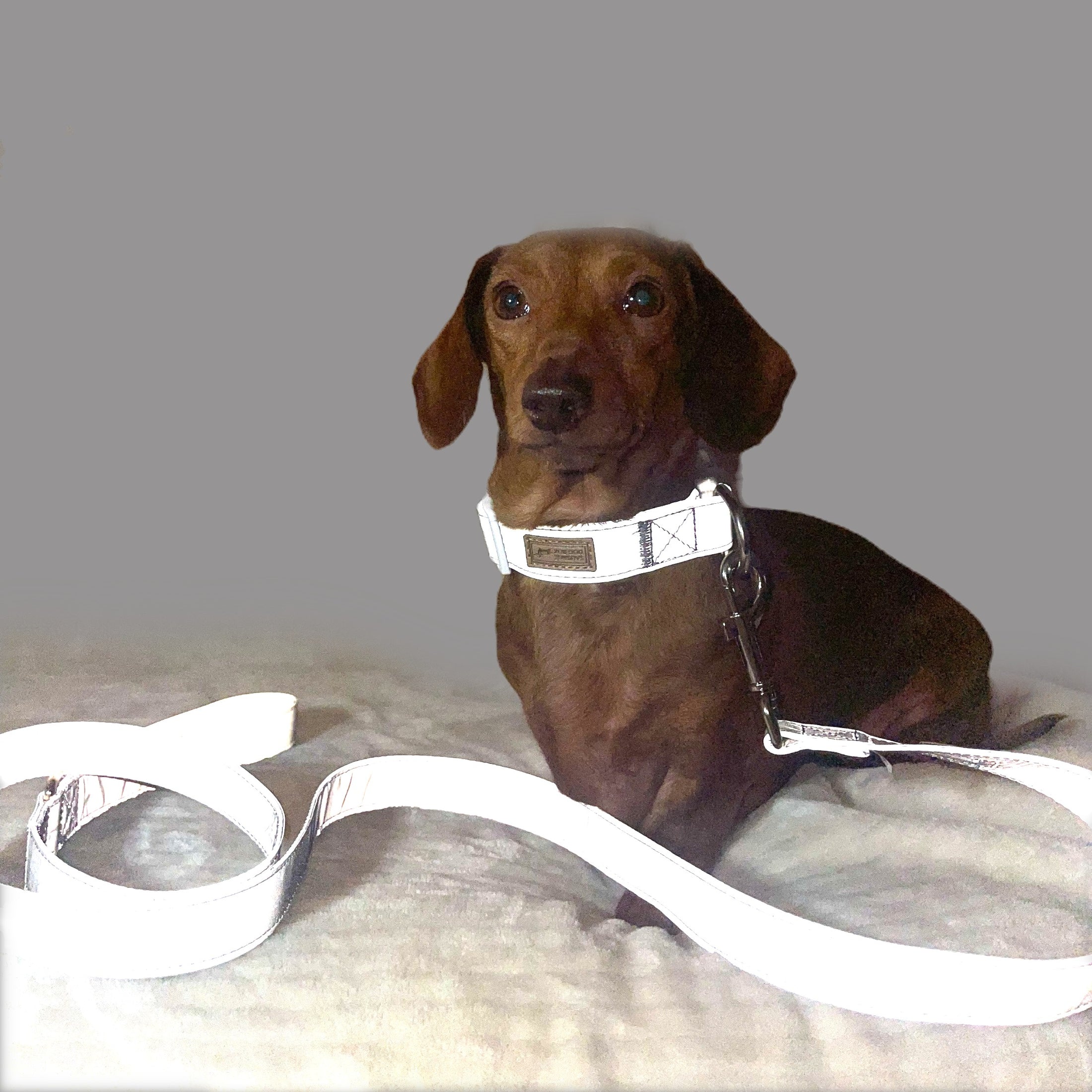Reflective Lead / Leash - Glow Getter