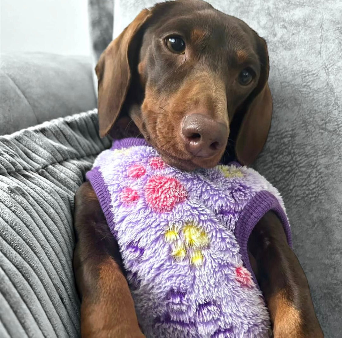 Purple Pitter Patter Paws - Sausage Dog Box Dachshund PJ's/Jumper