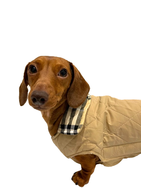 Sausage Dog Box Dachshund Reversible Plaid Coat Beige
