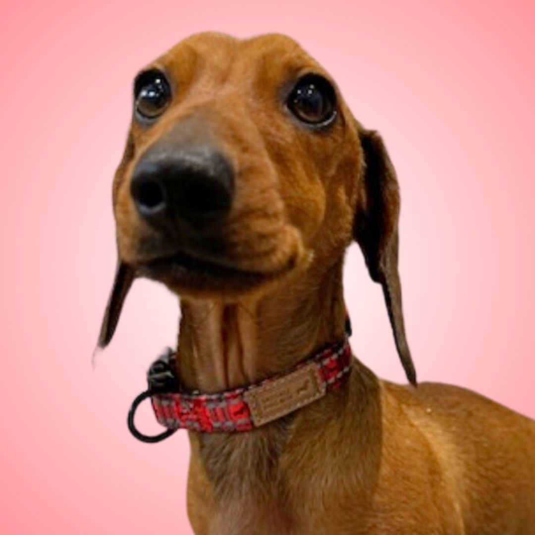 Tart’n Up Red Dachshund Print Thin Collar