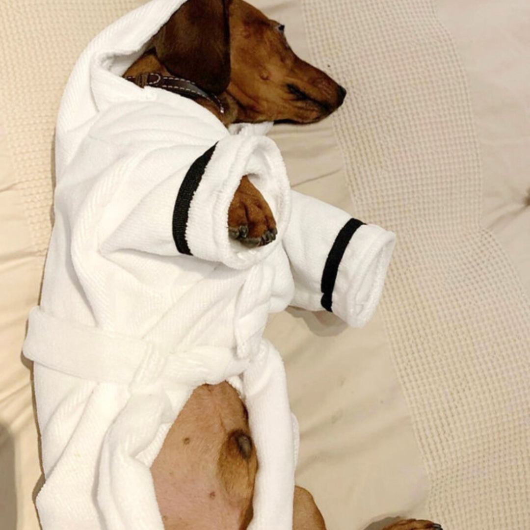 CLEARANCE - Sausage Dog Box, Dachsund Dressing Gown / Bath Robe
