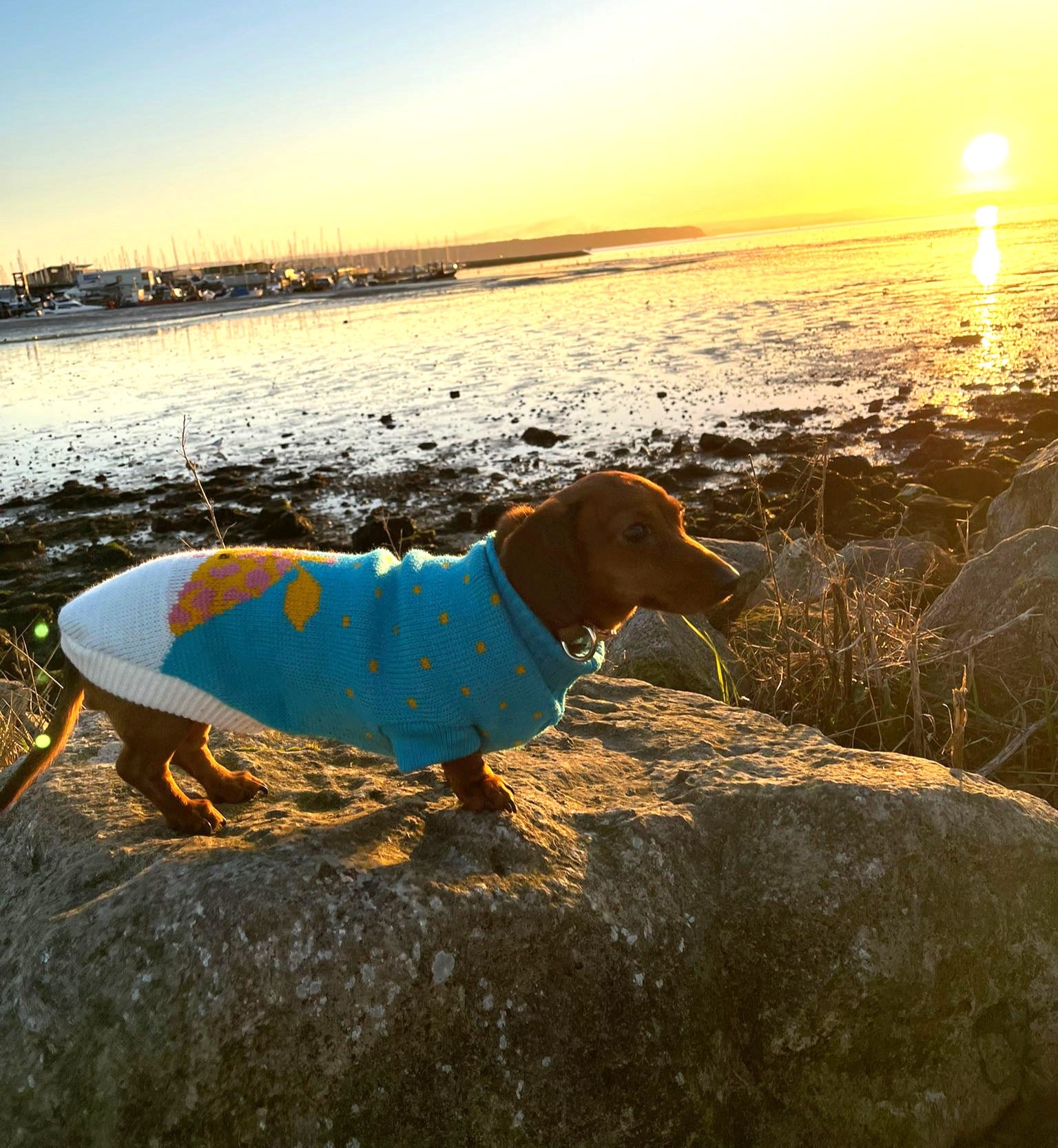 Sausage Dog Box Dachshund Giraffe Jumper