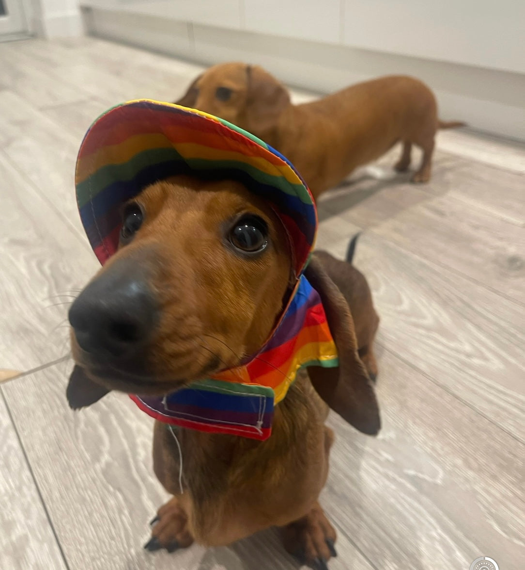 Sausage Dog Box Summer Sun Hat